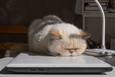 Home office. adorable beige domestic cat lit by the sunlight is sleeping cozy on a laptop.