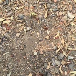 Full frame shot of dry autumn leaves