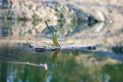 View of fish swimming in lake