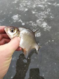 High angle view of hand holding fish