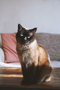 Cat sitting on table at home