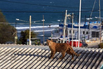 Cat by sea