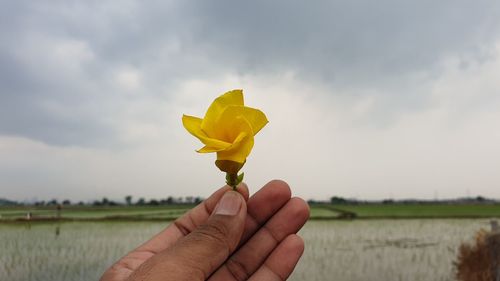 Close-up of hand holding yellow flower