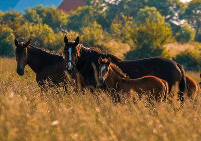 Horses in a field