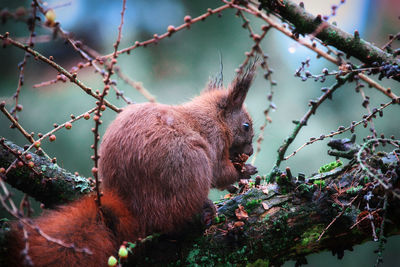 Red squirrel snacking in the april rain