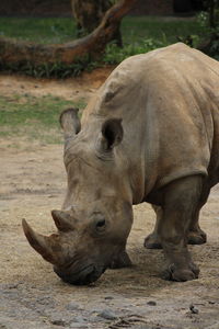 Close-up of rhino