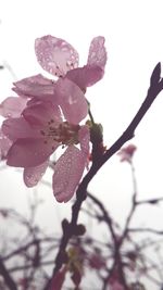 Close-up of flower against sky