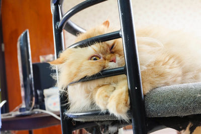 Close-up of cat relaxing at home