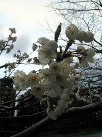 Low angle view of apple blossoms in spring