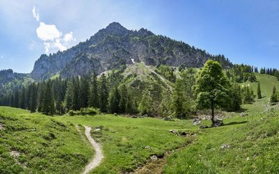 Panoramic shot of trees on field against sky