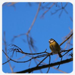 Low angle view of bird perching on railing