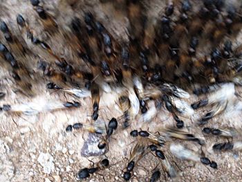 Close-up of bee flying over water