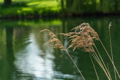 nature