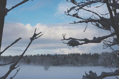 Bare trees on snow covered landscape against sky