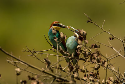 View of birds perching on twig