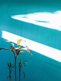 High angle view of plants by swimming pool