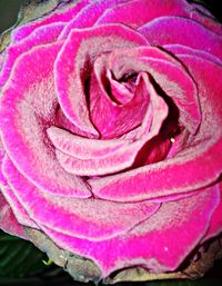 Close-up of pink rose