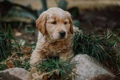 Portrait of dog sitting on plants