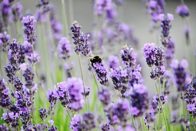 Close-up of bee on lavender flowers