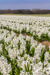 Close-up of white flowering plants on field