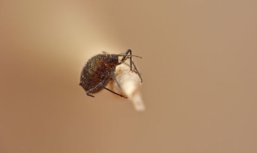 Close-up of aphid 