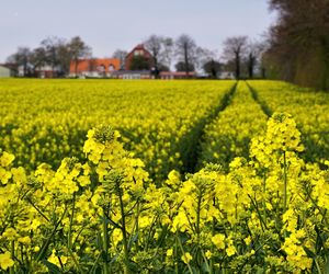 Scenic view of oilseed rape field