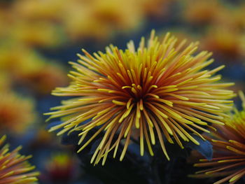 Close-up of yellow flowering plant