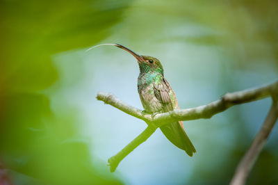 Close-up of bird perching on branch