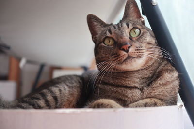 pet