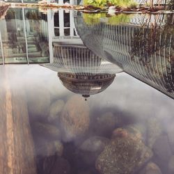 Reflection of trees in water