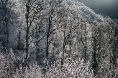 Bare trees in forest during winter