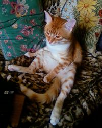 Portrait of cat lying on bed