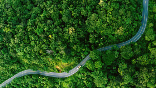 High angle view of road in forest 