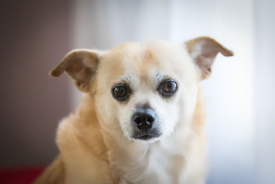 Close-up portrait of dog