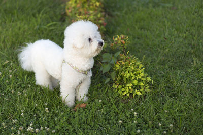 High angle view of a dog on field