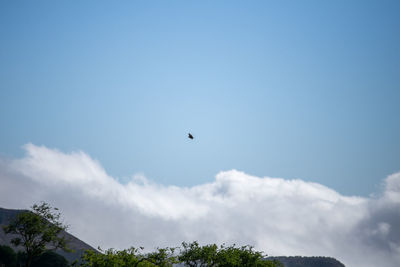 Low angle view of bird flying in sky