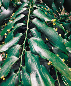 Full frame shot of plants