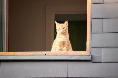 Portrait of cat sitting against window