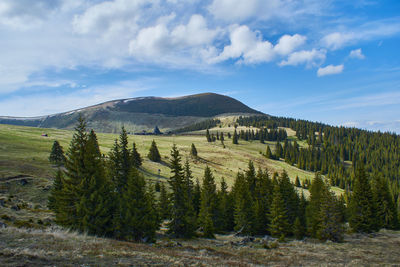Panoramic view from the ski slope in mountains sureanu with peak cloud sky and fir trees