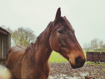 Horse standing in field against sky