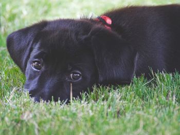 Close-up of black puppy on grass