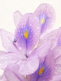 Close-up of wet purple flower