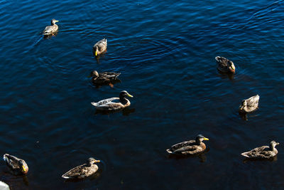 High angle view of ducks swimming in lake