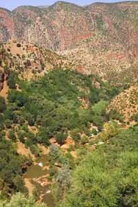 High angle view of trees on landscape