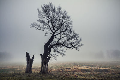 Bare tree on field during foggy weather