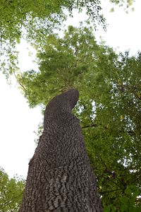 Low angle view of tree against sky