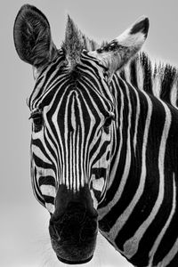 Close-up of zebra