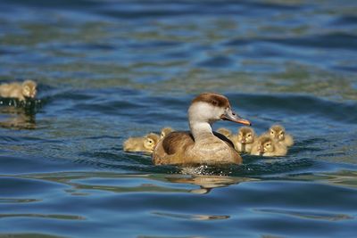 Duck and ducklings swimming in lake