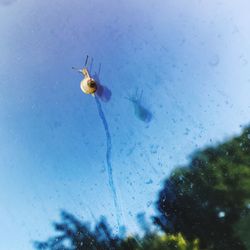 Small bird in water