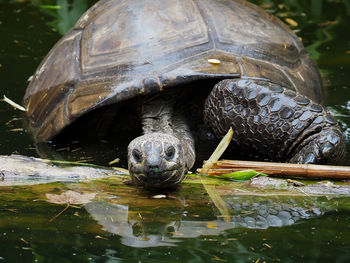 Close-up of turtle in lake